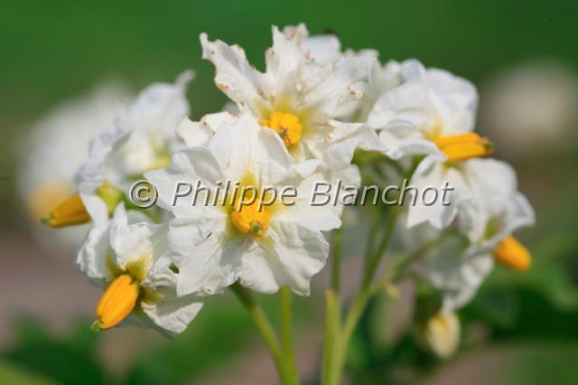 solanum tuberosum.JPG - Plant de pomme de terre en fleurSolanum tuberosumSolanacaeFrance